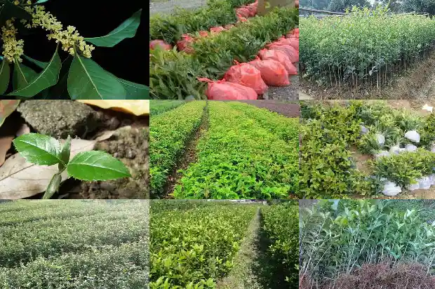 桂花树如何移植栽培技术和管理1686355910888