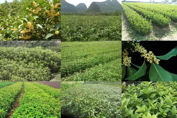 桂花树如何移植栽培技术和管理1686355910936
