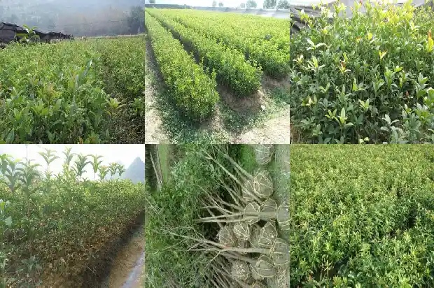 桂花树怎样培栽才能活1686355940302