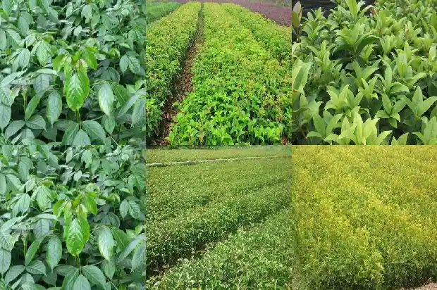 如何栽种桂花树1686355974447