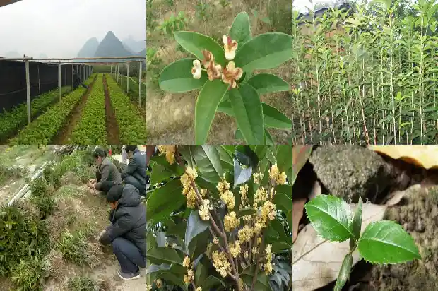 如何栽种桂花树1686355974495