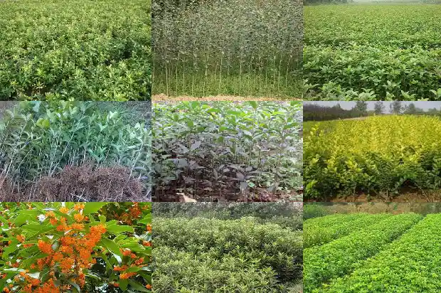 桂花树怎么繁殖?1686356009897