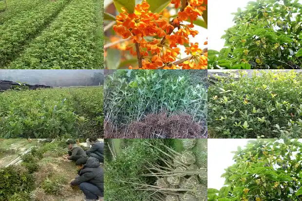 桂花树怎么繁殖?1686356009945
