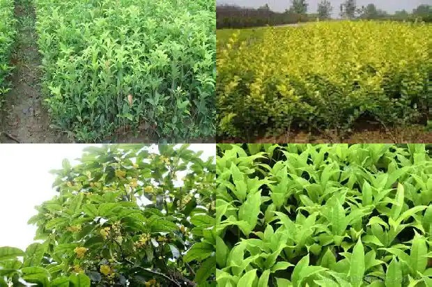桂花树怎么繁殖?1686356009993