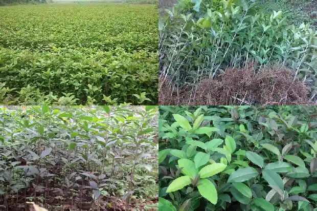 桂花树怎么繁殖?1686356010041