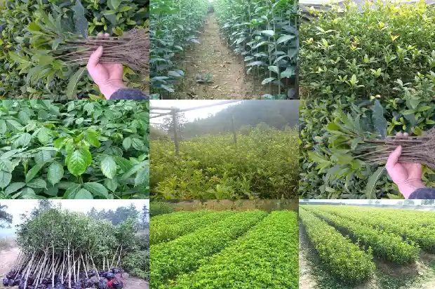 怎么移栽桂花树苗1686356075229