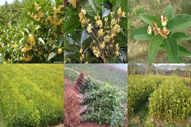 怎么移栽桂花树苗1686356075276