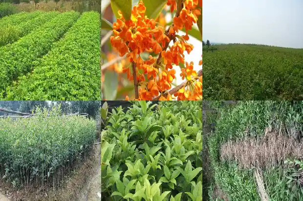 桂花树怎样盆栽好看1686356125328