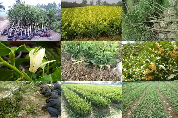 桂花树怎样盆栽好看1686356125376
