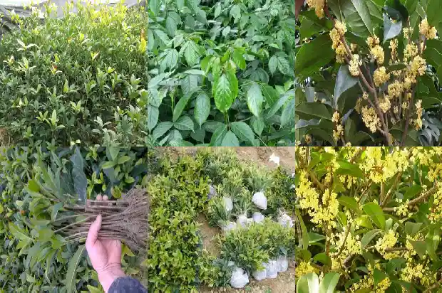 桂花树怎样移植才能活1686356144117