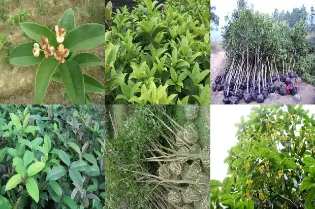 桂花树怎样移植才能活1686356144165