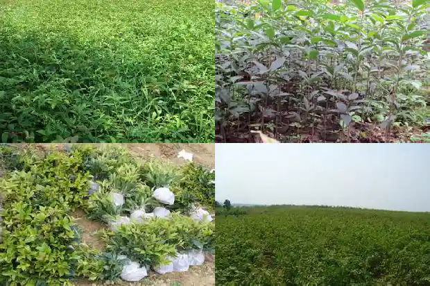 桂花树怎样移植才能活1686356144212