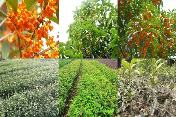 怎样移植桂花树盆栽1686356164940