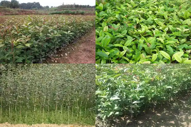 怎样移植桂花树盆栽1686356164988