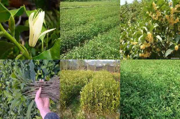 怎样移植桂花树盆栽1686356165034