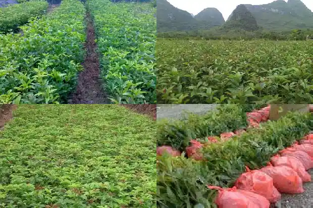 桂花树好移栽吗 超大棵得多大1686356182464