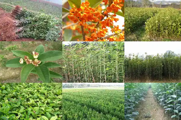 桂花树好移栽吗 超大棵得多大1686356182512