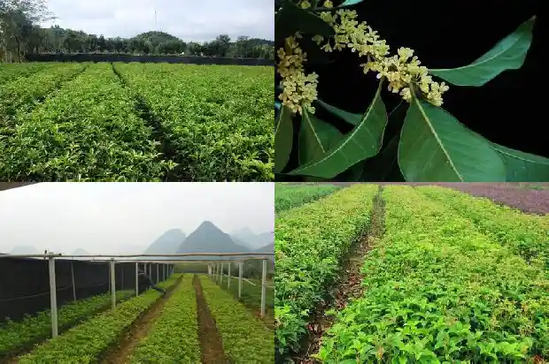桂花树好移栽吗 超大棵得多大1686356182560