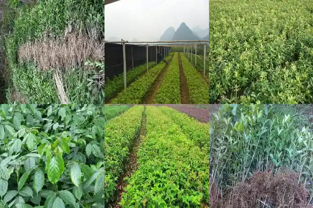 桂花树好移栽吗怎么养护1686356201977