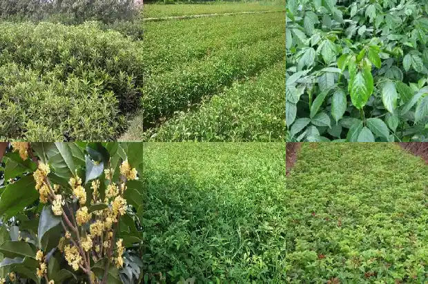 桂花树好移栽吗怎么养护1686356202025