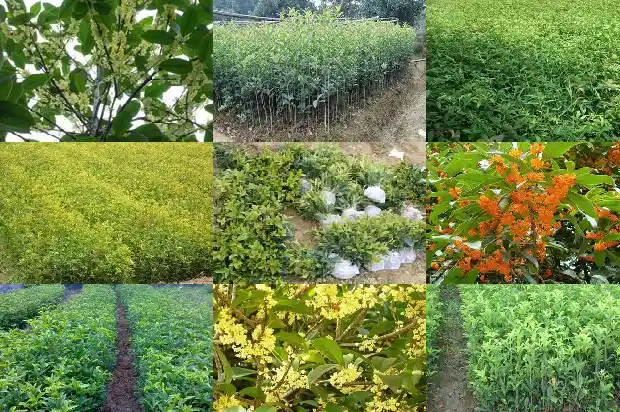 弗顶珠桂花开花多吗?1690850242729