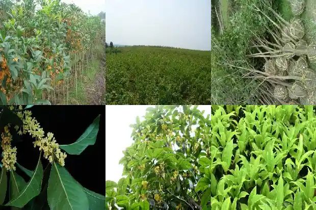 桂花树在院里什么位置好养1686356276843