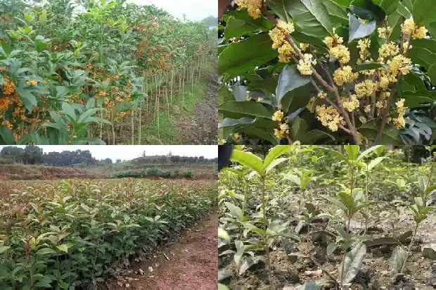 桂花树在院里什么位置好养1686356276891