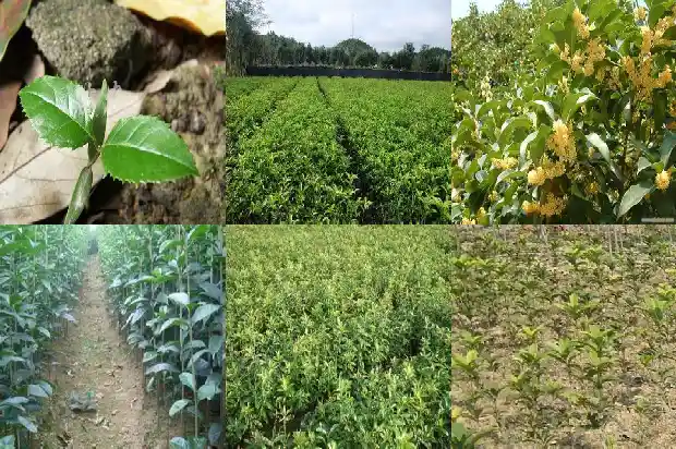 桂花树在院里什么位置好养1686356276939