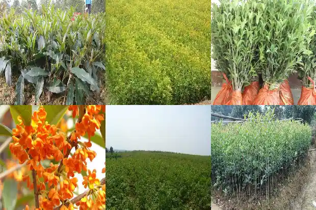 桂花树在院里什么位置好养1686356276986