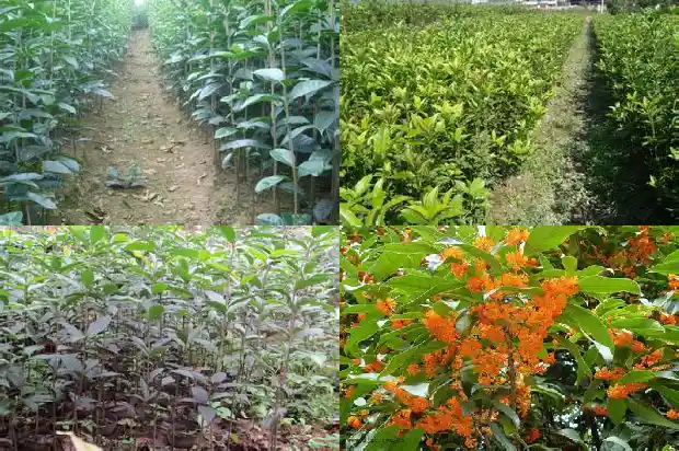 桂花树可以对着大门吗?1686356296733