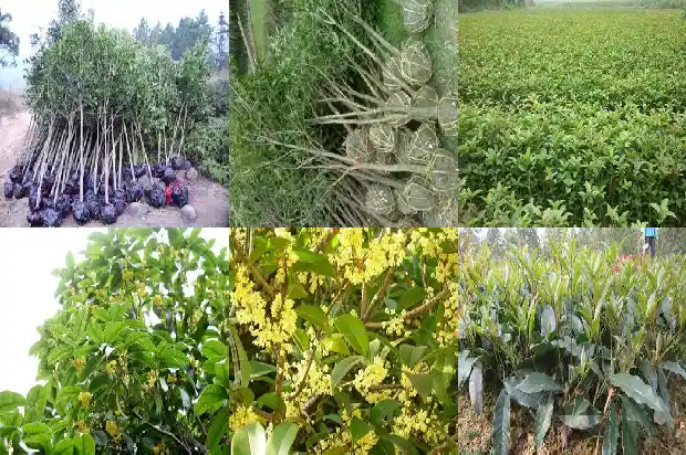 桂花树可以对着大门吗?1686356296781