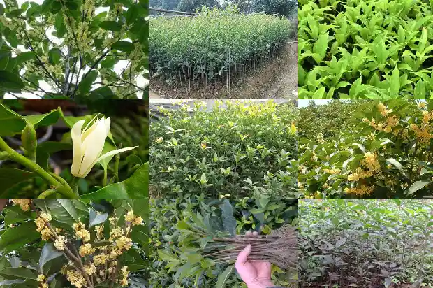 桂花树可以对着大门吗?1686356296829