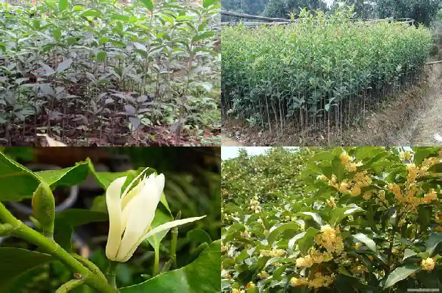 北方适合种桂花树1688862134738