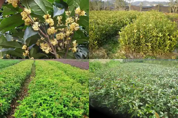 桂花树在什么时候移栽比较好养1686356392267
