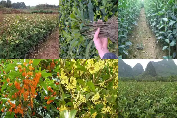 桂花树在什么时候移栽比较好养1686356392315