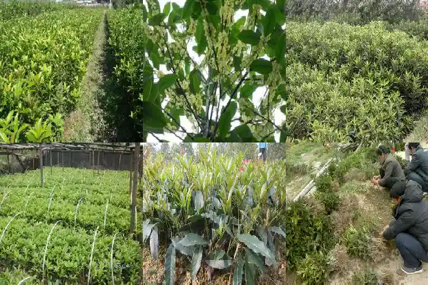 桂花树什么时候移栽树木成活率高些1686356412426