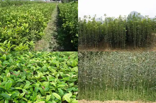桂花树什么时候移栽树木成活率高些1686356412473