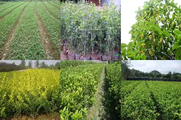 桂花树怎样移植成活率高1686356429602