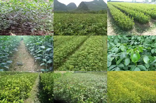 桂花树怎样移植成活率高1686356429650
