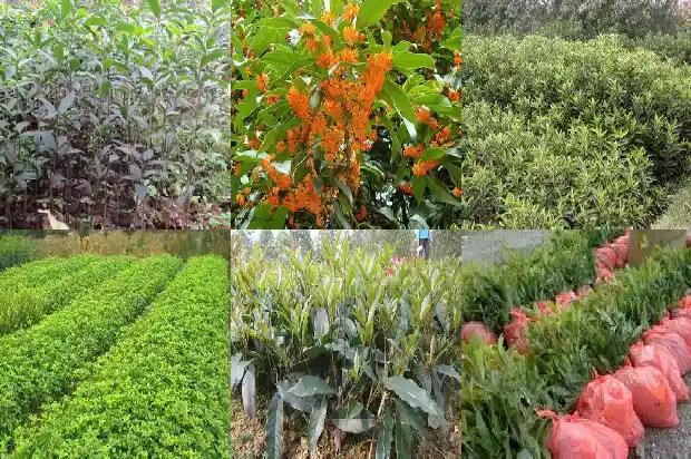 桂花树怎样移植成活率高1686356429697