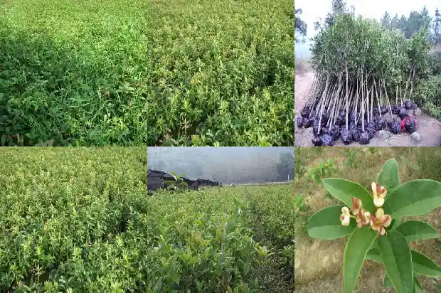 桂花树怎样移植才能成活1686356449708