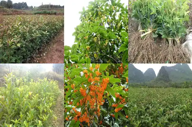 桂花树怎样移植才能成活1686356449756