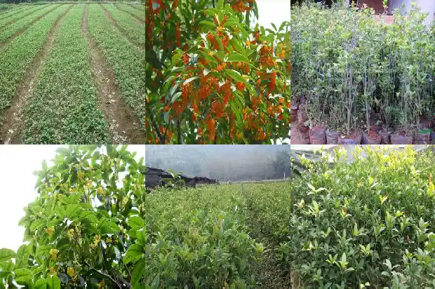 桂花树怎样移植才能成活1686356449803