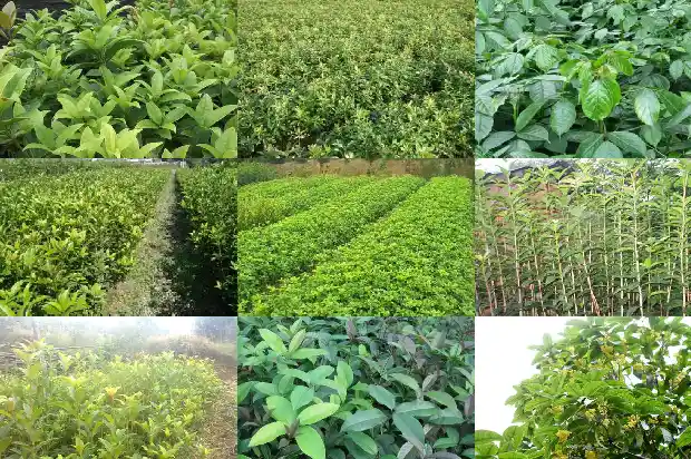 桂花 移栽1686356472136