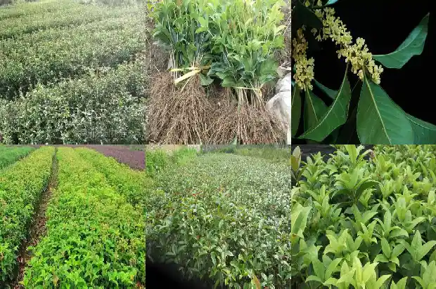 桂花树能插枝育苗吗?1686356496198