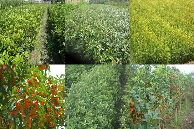 桂花树能插枝育苗吗?1686356496245