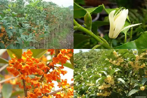 桂花树能插枝活吗1686356513637