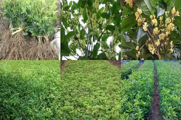 桂花树可以插枝吗?1686356530495
