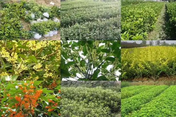 桂花树可以插枝吗?1686356530543