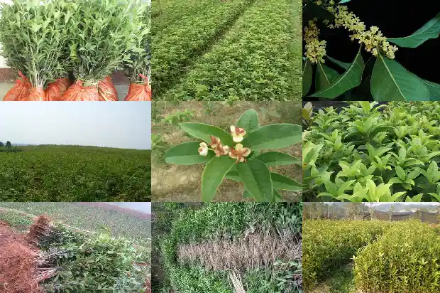 多年的桂花树怎么不开花1686356586843